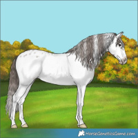 Horse Color:Grullo Roan Sabino Splash Frame Appaloosa