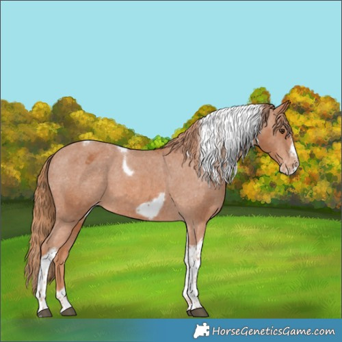 Horse Color:Chestnut Tobiano Frame Appaloosa