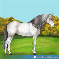 Horse Color:White Spotted Liver Red Dun Rabicano 