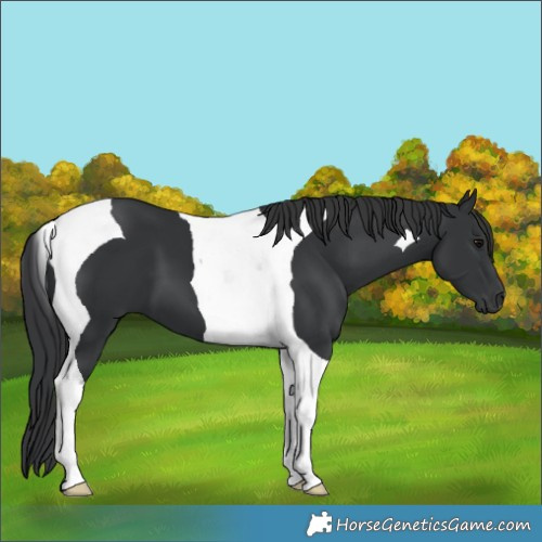 Horse Color:Black Tobiano 