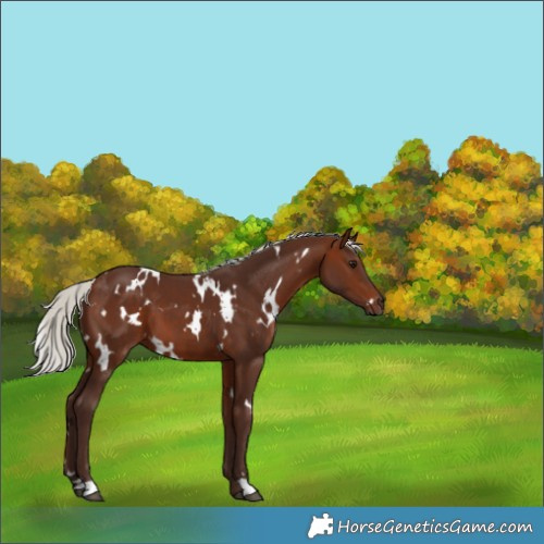 Horse Color:White Spotted Silver Brown 