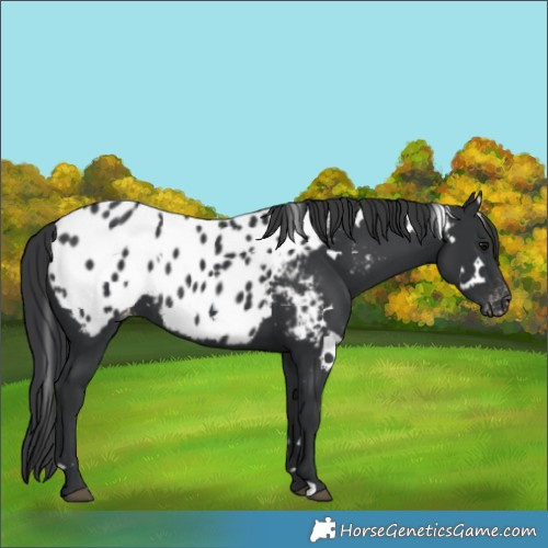Horse Color:White Spotted Black Appaloosa 