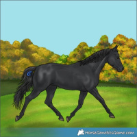 Horse Color:Black 