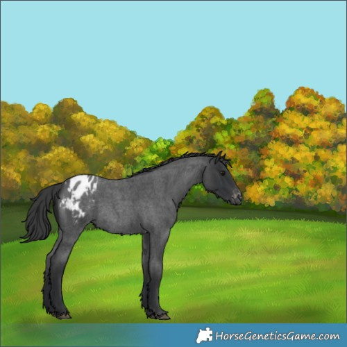 Horse Color:Blue Roan Appaloosa Rabicano 