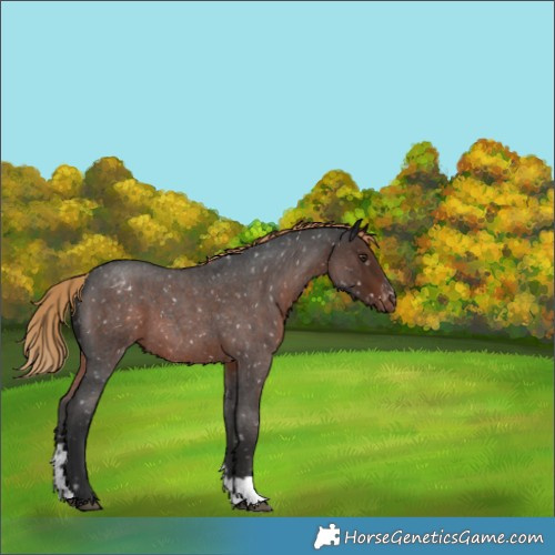 Horse Color:Liver Red Roan Sabino Appaloosa 