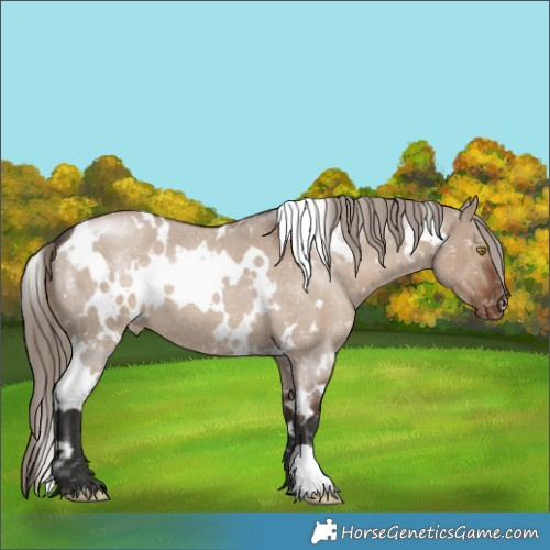 Horse Color:White Spotted Liver Red Dun Roan Appaloosa 