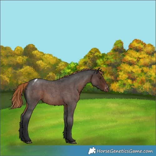 Horse Color:Liver Red Roan Appaloosa 