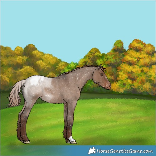 Horse Color:Liver Red Dun Roan Appaloosa 