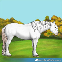 Horse Color:Liver Red Dun Roan Appaloosa 