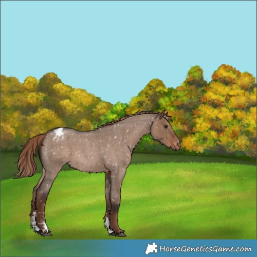 Horse Color:Liver Red Dun Roan Sabino Appaloosa Rabicano 