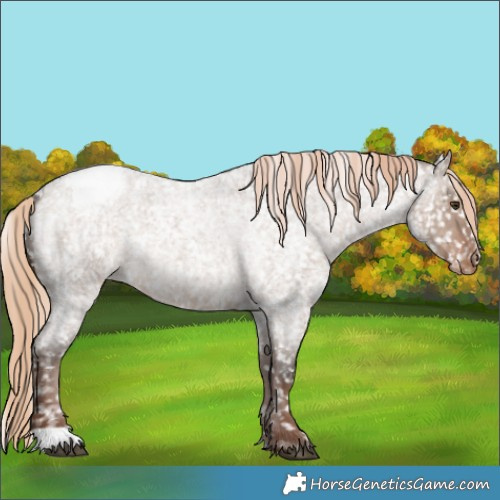 Horse Color:Liver Red Dun Roan Appaloosa 