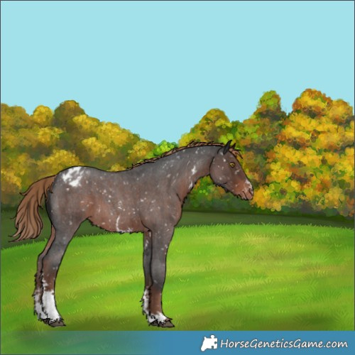 Horse Color:Liver Red Roan Sabino Appaloosa 