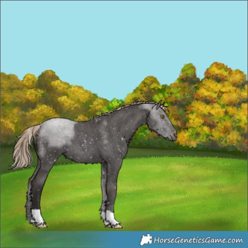 Horse Color:Liver Red Roan Appaloosa 