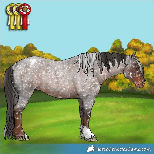 Horse Color:Liver Red Roan Appaloosa Rabicano 