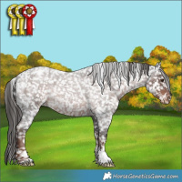 Horse Color:Liver Red Roan Snowflake VarnishRabicano 