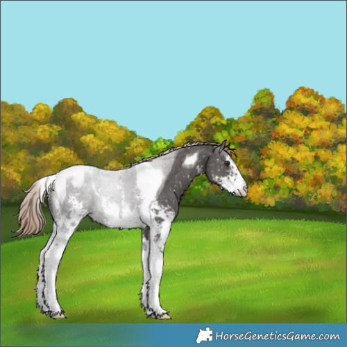Horse Color:Liver Chestnut Sabino Tobiano Appaloosa 