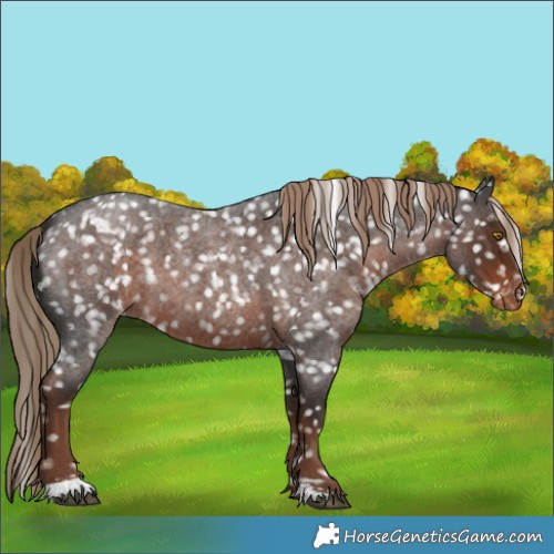 Horse Color:Liver Red Roan Sabino Appaloosa 