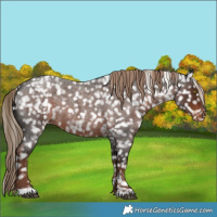 Horse Color:Liver Red Roan Sabino Appaloosa 