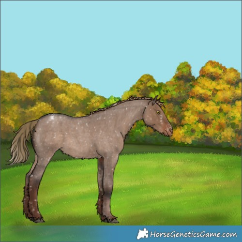 Horse Color:Liver Red Dun Roan Appaloosa 
