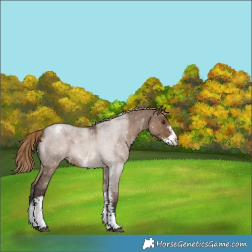 Horse Color:Liver Red Dun Roan Sabino Appaloosa 