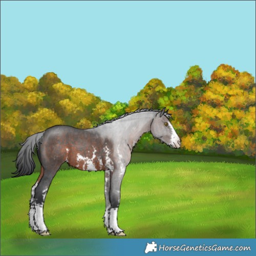 Horse Color:Brown Roan Sabino Appaloosa 