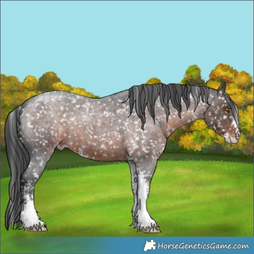 Horse Color:Brown Roan Sabino Appaloosa 