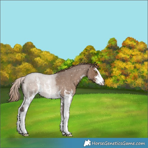 Horse Color:Liver Red Dun Roan Sabino Appaloosa 