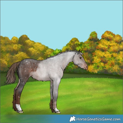 Horse Color:Liver Red Roan Appaloosa 