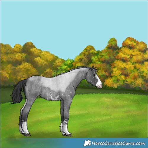 Horse Color:Blue Roan Sabino Appaloosa 