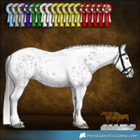 Horse Color:Liver Red Dun Roan Tobiano Snowflake VarnishRabicano and Black Sabino Tobiano Snowflake VarnishRabicano