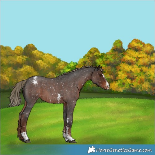Horse Color:Liver Red Roan Sabino Appaloosa 