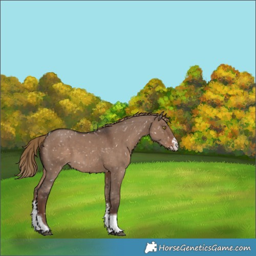 Horse Color:Liver Red Dun Sabino Tobiano Appaloosa 