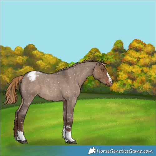Horse Color:Liver Red Dun Roan Sabino Appaloosa 
