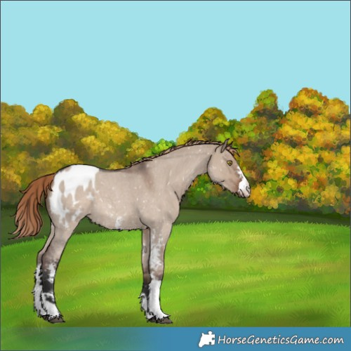 Horse Color:Liver Red Dun Roan Sabino Appaloosa 