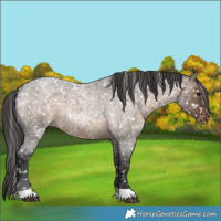 Horse Color:Brown Roan Dun Appaloosa 