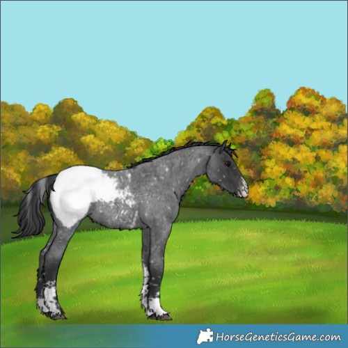 Horse Color:Blue Roan Sabino Appaloosa 
