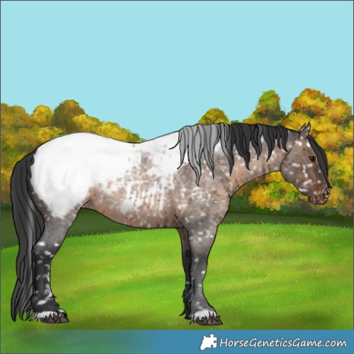 Horse Color:Brown Roan Dun Appaloosa Brindle 