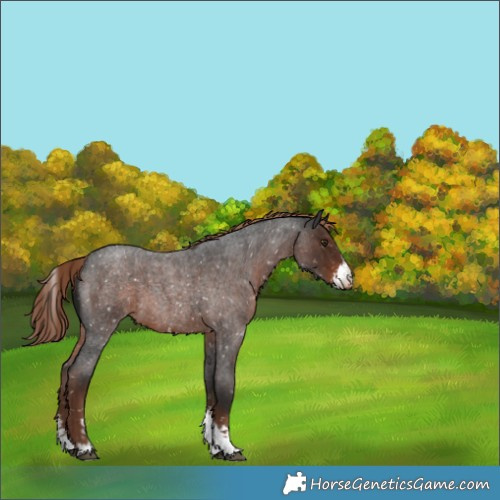 Horse Color:Liver Red Roan Sabino Appaloosa 