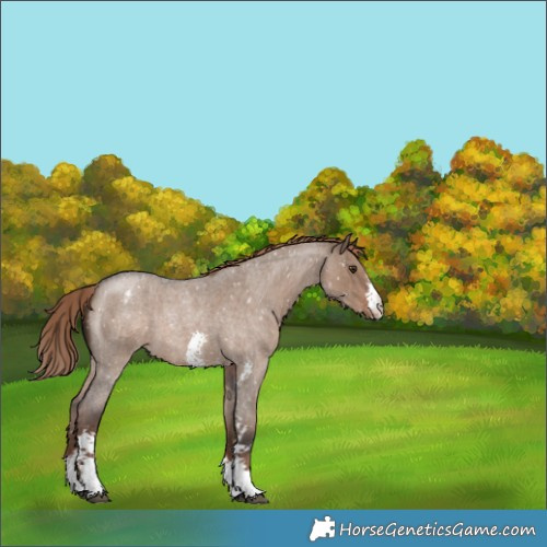 Horse Color:Liver Red Dun Roan Sabino Appaloosa 