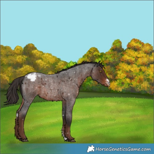 Horse Color:Liver Red Roan Sabino Appaloosa Rabicano 