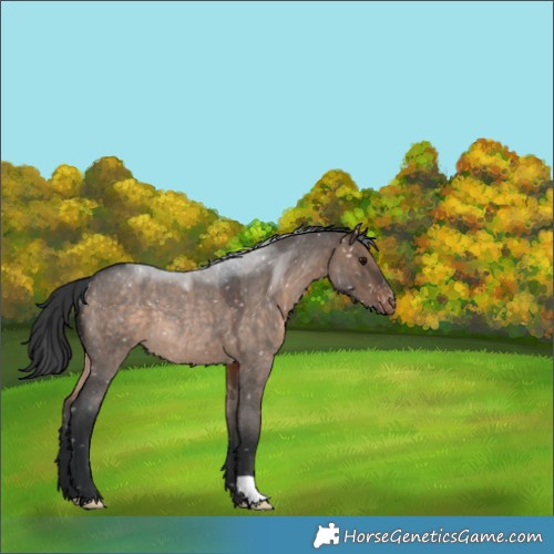 Horse Color:Brown Roan Dun Appaloosa Rabicano 