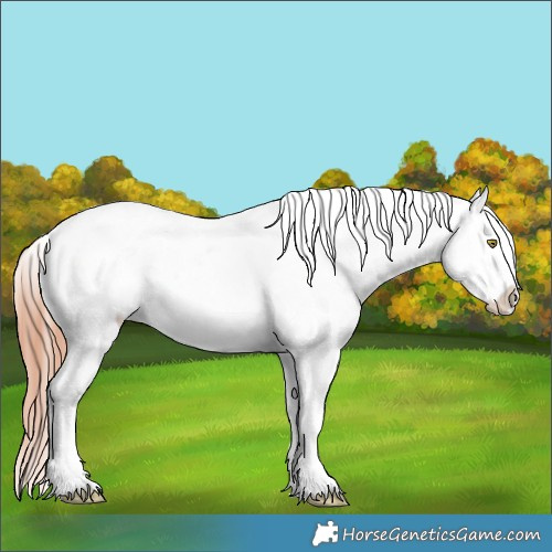 Horse Color:Liver Red Dun Roan Sabino Appaloosa 