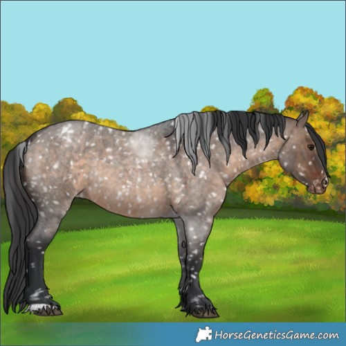 Horse Color:Brown Roan Dun Appaloosa 