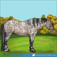 Horse Color:Brown Roan Dun Appaloosa
