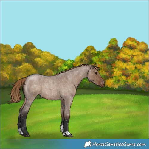 Horse Color:Liver Red Dun Roan Sabino Snowflake Varnish Rabicano 