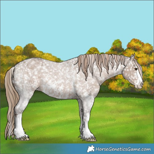 Horse Color:Liver Red Dun Roan Sabino Appaloosa 