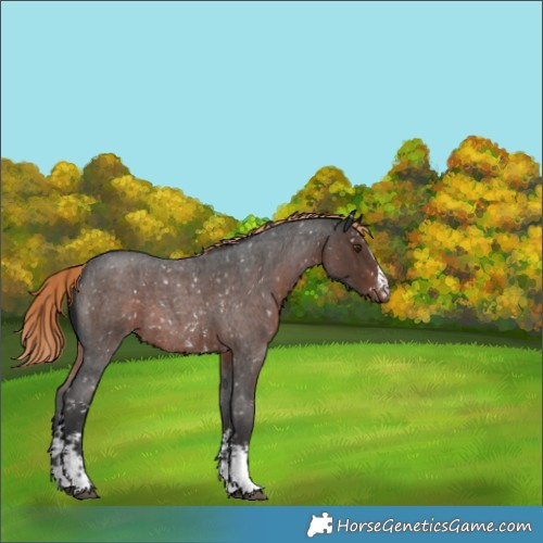 Horse Color:Liver Red Roan Sabino Appaloosa 
