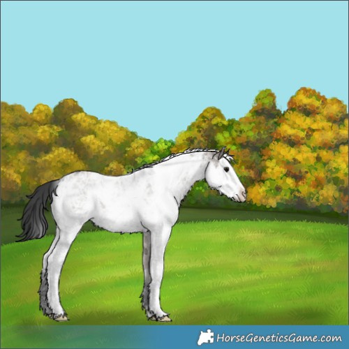 Horse Color:Grullo Sabino Appaloosa 