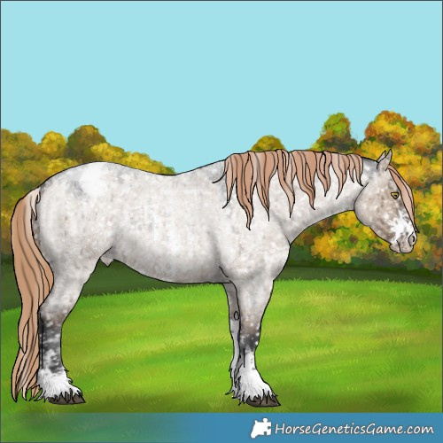 Horse Color:Liver Red Dun Roan Sabino Appaloosa Rabicano Brindle 