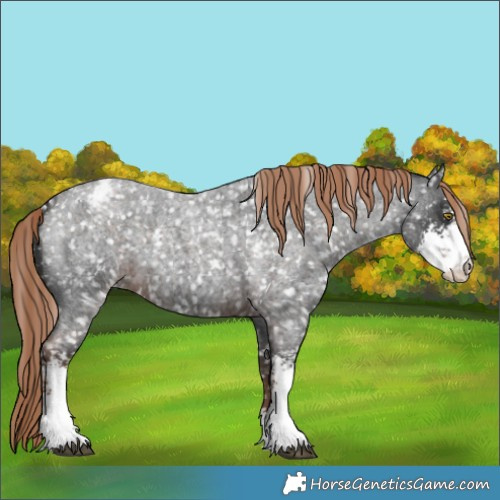 Horse Color:Liver Red Roan Sabino Appaloosa 